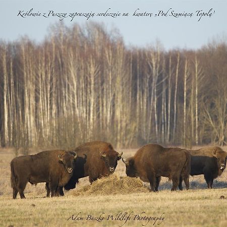 Pod Szumiącą Topolą Białowieża Zewnętrze zdjęcie