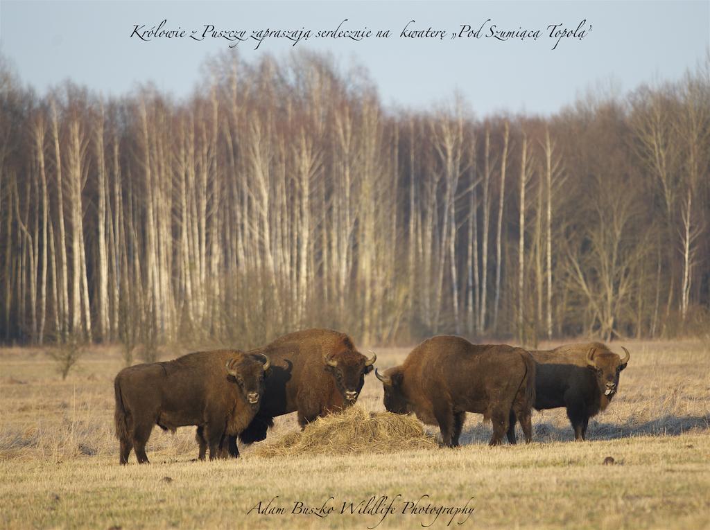 Pod Szumiącą Topolą Białowieża Zewnętrze zdjęcie