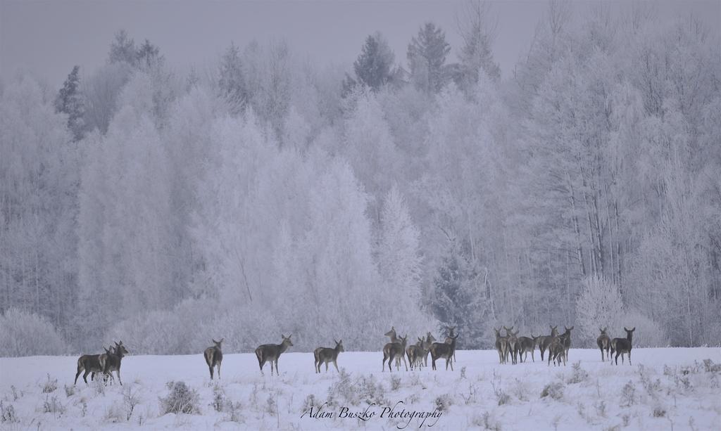 Pod Szumiącą Topolą Białowieża Zewnętrze zdjęcie